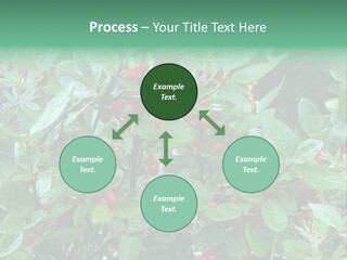 Buffalo Berries (Shepherdia Canadensis) In Banff National Park PowerPoint Template
