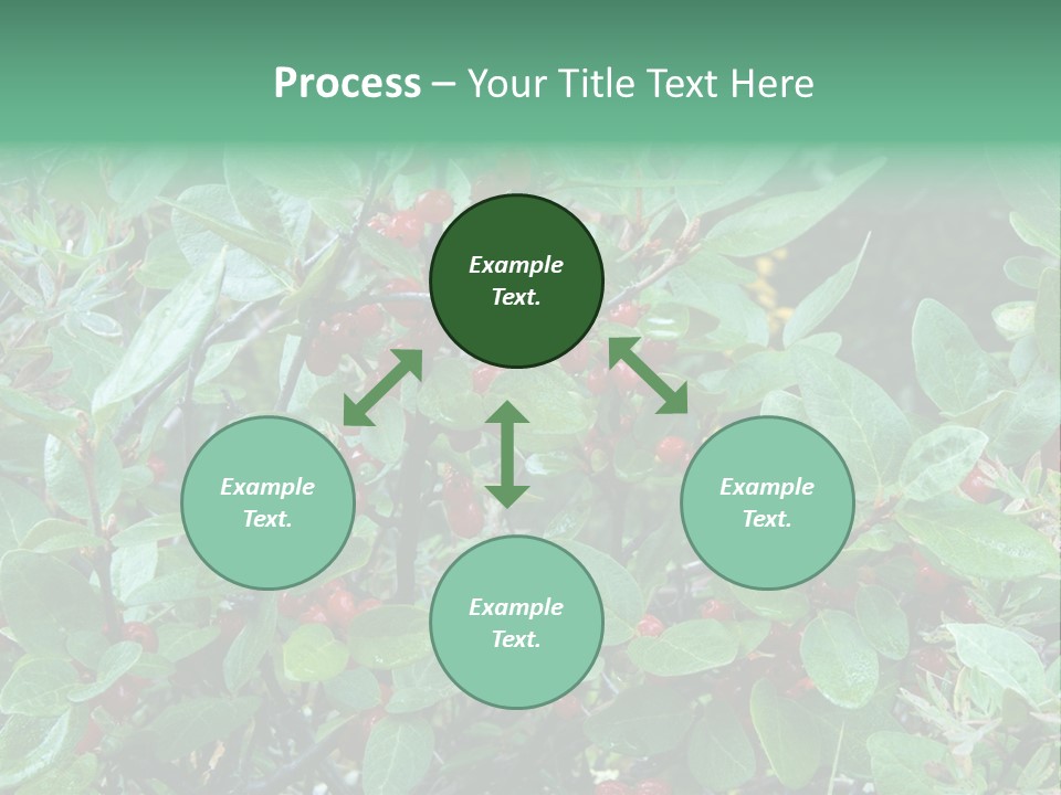 Buffalo Berries (Shepherdia Canadensis) In Banff National Park PowerPoint Template