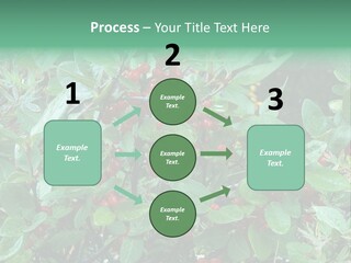 Buffalo Berries (Shepherdia Canadensis) In Banff National Park PowerPoint Template