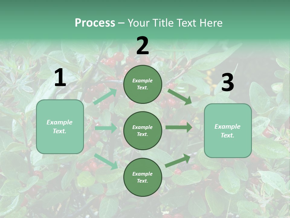 Buffalo Berries (Shepherdia Canadensis) In Banff National Park PowerPoint Template