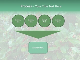 Buffalo Berries (Shepherdia Canadensis) In Banff National Park PowerPoint Template