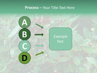 Buffalo Berries (Shepherdia Canadensis) In Banff National Park PowerPoint Template