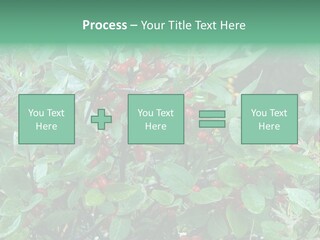 Buffalo Berries (Shepherdia Canadensis) In Banff National Park PowerPoint Template
