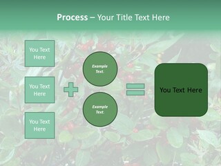 Buffalo Berries (Shepherdia Canadensis) In Banff National Park PowerPoint Template