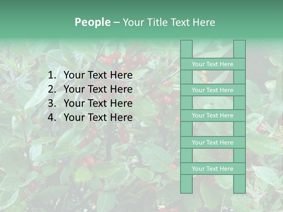 Buffalo Berries (Shepherdia Canadensis) In Banff National Park PowerPoint Template