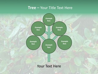 Buffalo Berries (Shepherdia Canadensis) In Banff National Park PowerPoint Template