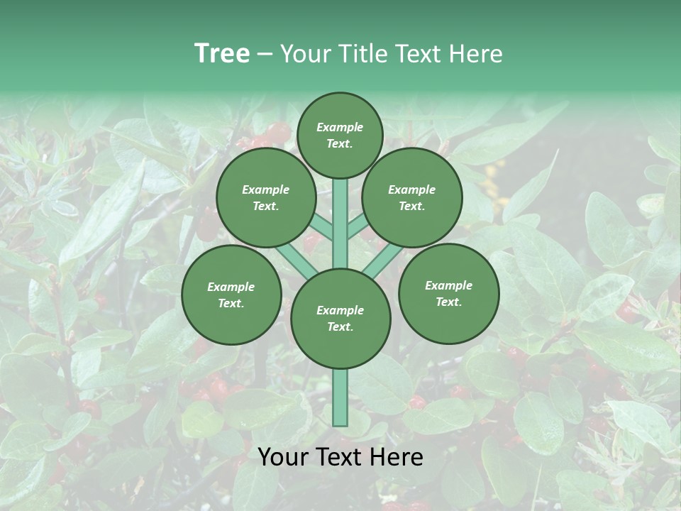 Buffalo Berries (Shepherdia Canadensis) In Banff National Park PowerPoint Template