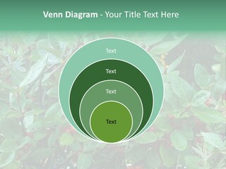 Buffalo Berries (Shepherdia Canadensis) In Banff National Park PowerPoint Template