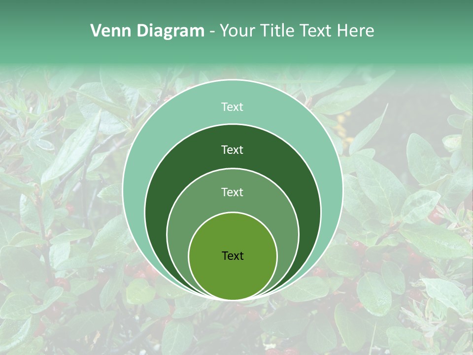 Buffalo Berries (Shepherdia Canadensis) In Banff National Park PowerPoint Template