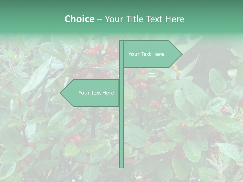 Buffalo Berries (Shepherdia Canadensis) In Banff National Park PowerPoint Template