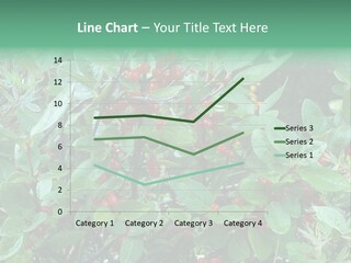 Buffalo Berries (Shepherdia Canadensis) In Banff National Park PowerPoint Template