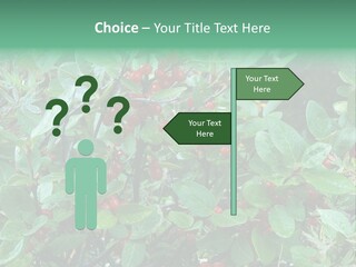 Buffalo Berries (Shepherdia Canadensis) In Banff National Park PowerPoint Template