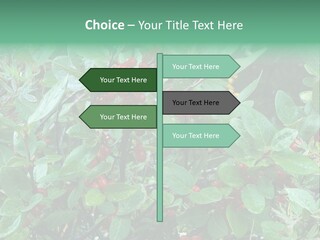 Buffalo Berries (Shepherdia Canadensis) In Banff National Park PowerPoint Template