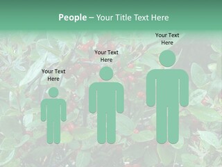 Buffalo Berries (Shepherdia Canadensis) In Banff National Park PowerPoint Template