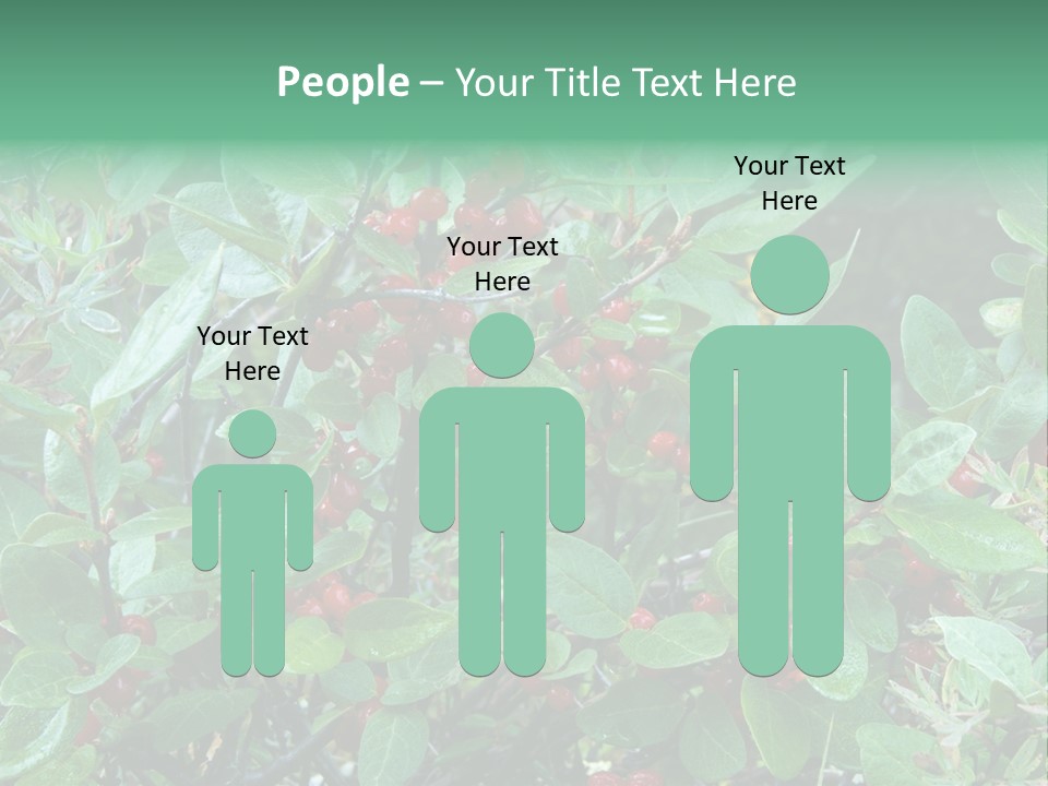 Buffalo Berries (Shepherdia Canadensis) In Banff National Park PowerPoint Template