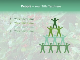 Buffalo Berries (Shepherdia Canadensis) In Banff National Park PowerPoint Template