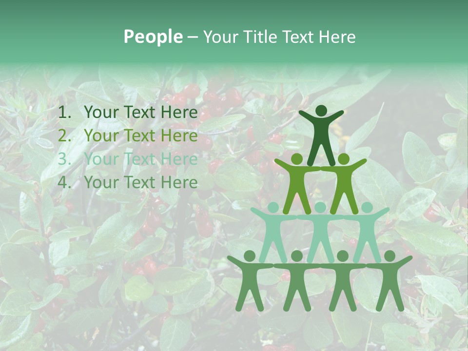 Buffalo Berries (Shepherdia Canadensis) In Banff National Park PowerPoint Template