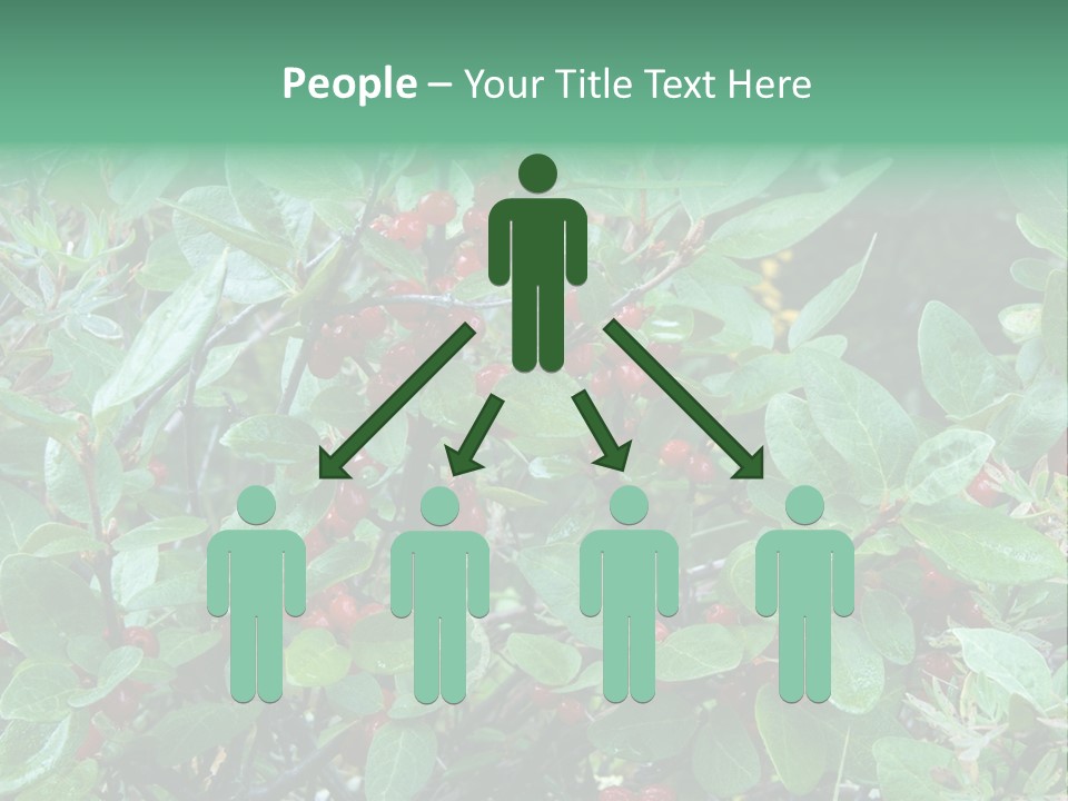 Buffalo Berries (Shepherdia Canadensis) In Banff National Park PowerPoint Template