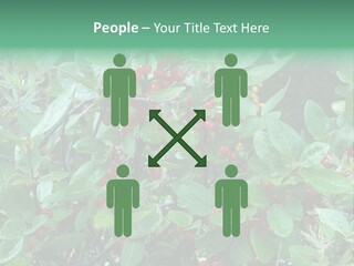 Buffalo Berries (Shepherdia Canadensis) In Banff National Park PowerPoint Template