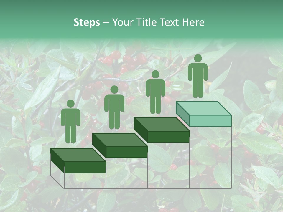 Buffalo Berries (Shepherdia Canadensis) In Banff National Park PowerPoint Template