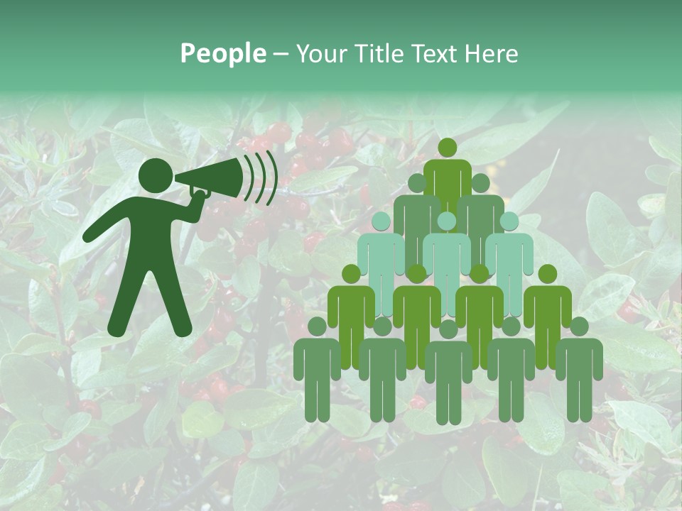 Buffalo Berries (Shepherdia Canadensis) In Banff National Park PowerPoint Template