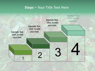Buffalo Berries (Shepherdia Canadensis) In Banff National Park PowerPoint Template