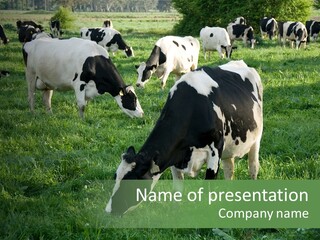 Holstein-Friesian Cows Grazing In A Lush, Green Field, Near Moss Vale, New South Wales, Australia PowerPoint Template