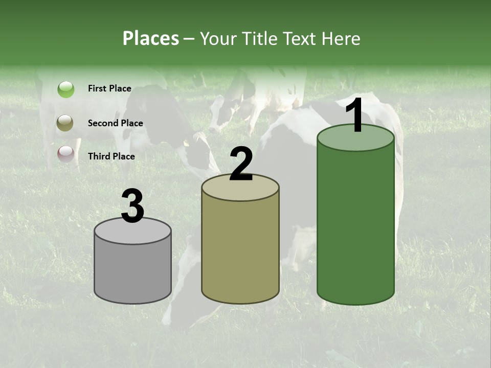 Holstein-Friesian Cows Grazing In A Lush, Green Field, Near Moss Vale, New South Wales, Australia PowerPoint Template