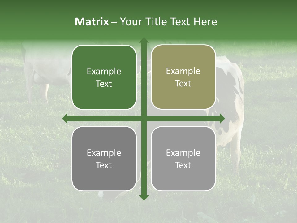 Holstein-Friesian Cows Grazing In A Lush, Green Field, Near Moss Vale, New South Wales, Australia PowerPoint Template