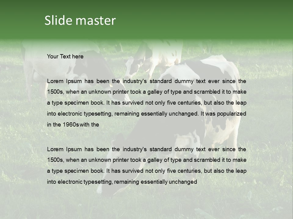 Holstein-Friesian Cows Grazing In A Lush, Green Field, Near Moss Vale, New South Wales, Australia PowerPoint Template