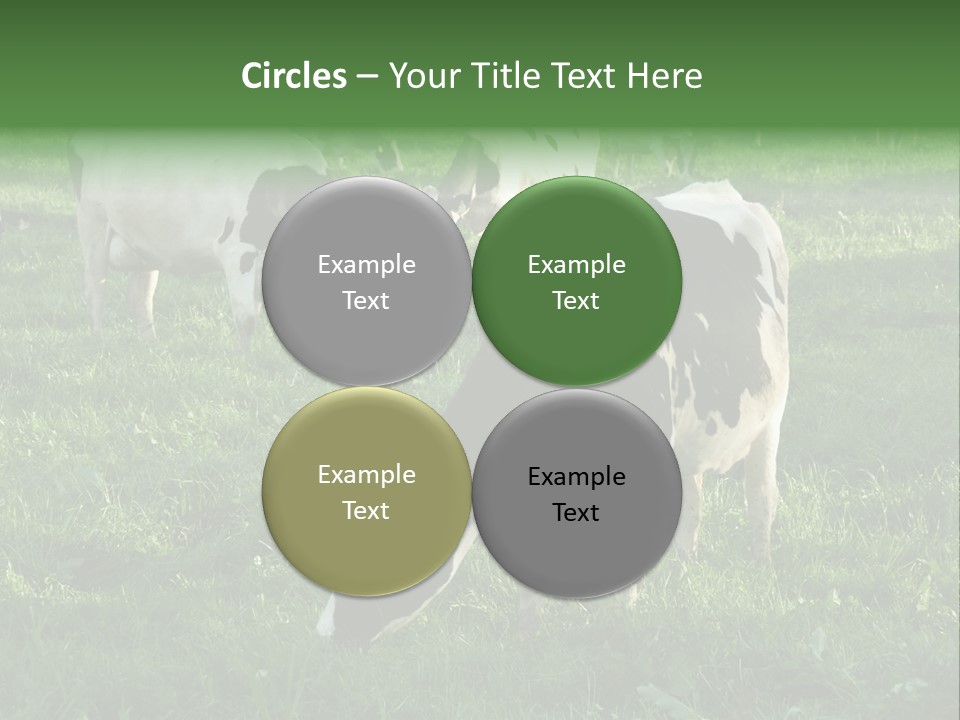 Holstein-Friesian Cows Grazing In A Lush, Green Field, Near Moss Vale, New South Wales, Australia PowerPoint Template