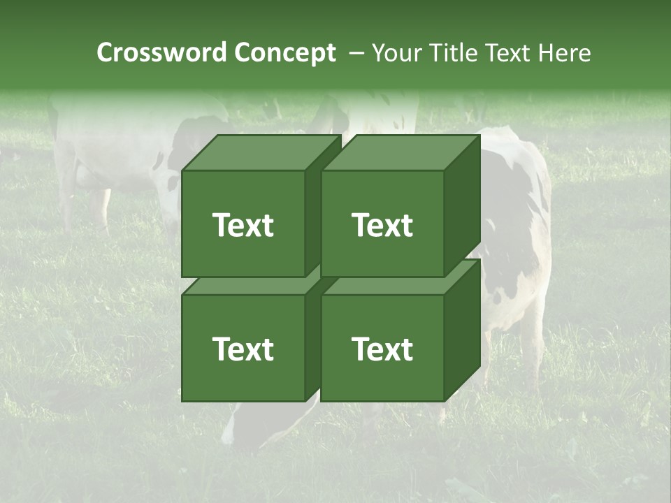 Holstein-Friesian Cows Grazing In A Lush, Green Field, Near Moss Vale, New South Wales, Australia PowerPoint Template