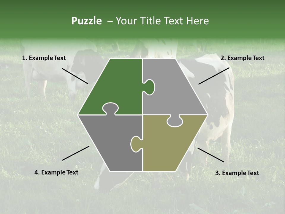 Holstein-Friesian Cows Grazing In A Lush, Green Field, Near Moss Vale, New South Wales, Australia PowerPoint Template