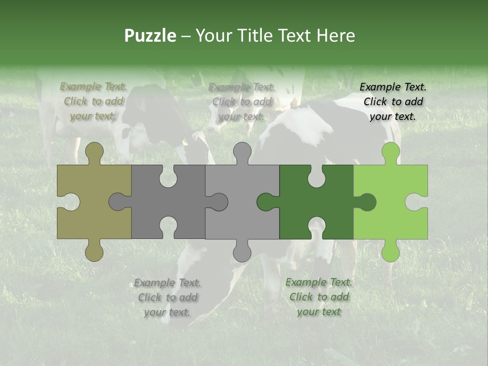 Holstein-Friesian Cows Grazing In A Lush, Green Field, Near Moss Vale, New South Wales, Australia PowerPoint Template