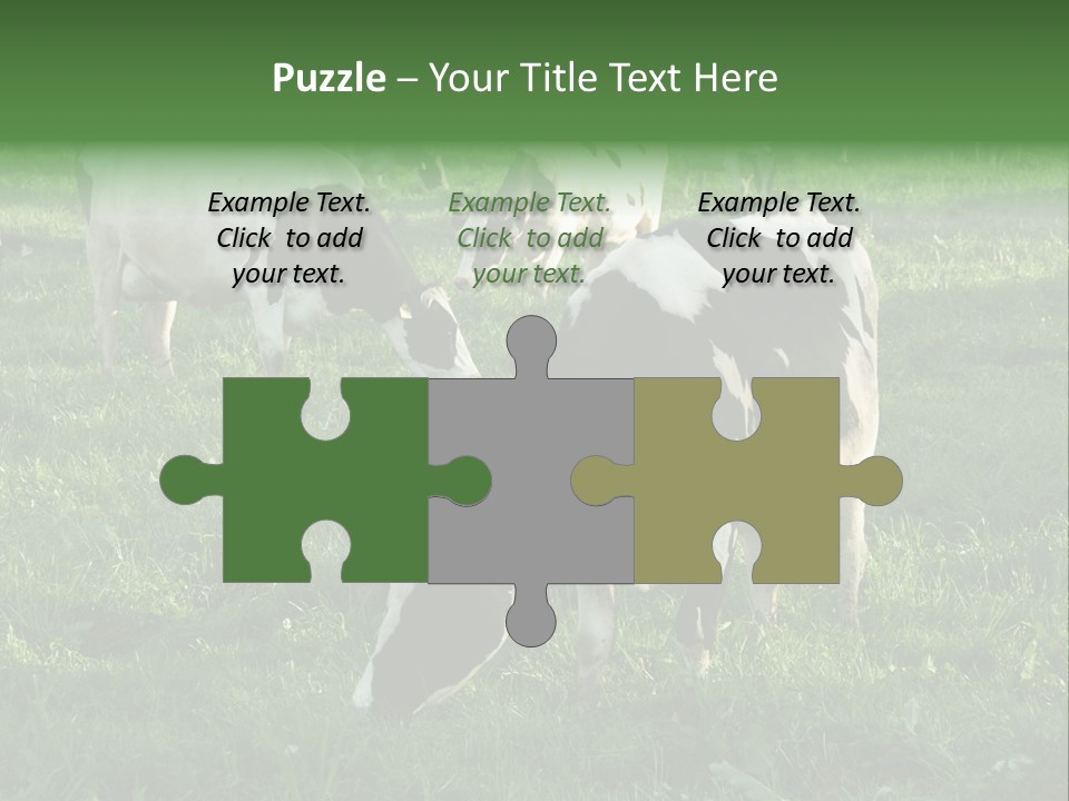 Holstein-Friesian Cows Grazing In A Lush, Green Field, Near Moss Vale, New South Wales, Australia PowerPoint Template