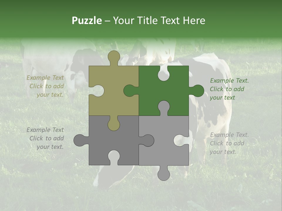 Holstein-Friesian Cows Grazing In A Lush, Green Field, Near Moss Vale, New South Wales, Australia PowerPoint Template