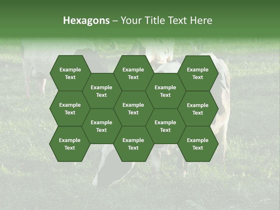 Holstein-Friesian Cows Grazing In A Lush, Green Field, Near Moss Vale, New South Wales, Australia PowerPoint Template