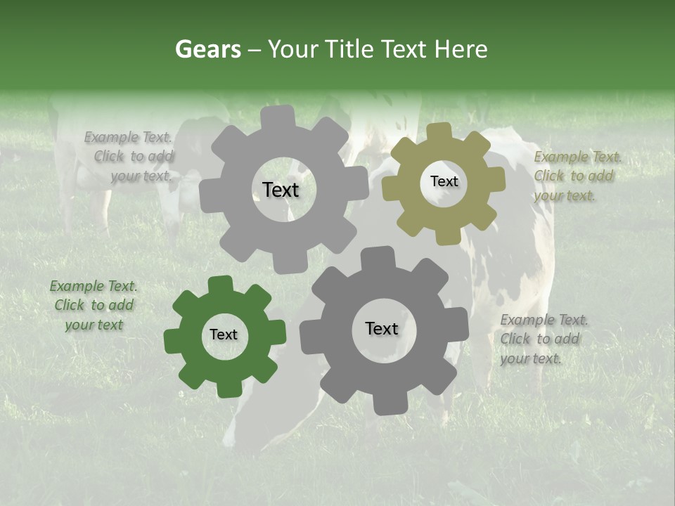 Holstein-Friesian Cows Grazing In A Lush, Green Field, Near Moss Vale, New South Wales, Australia PowerPoint Template