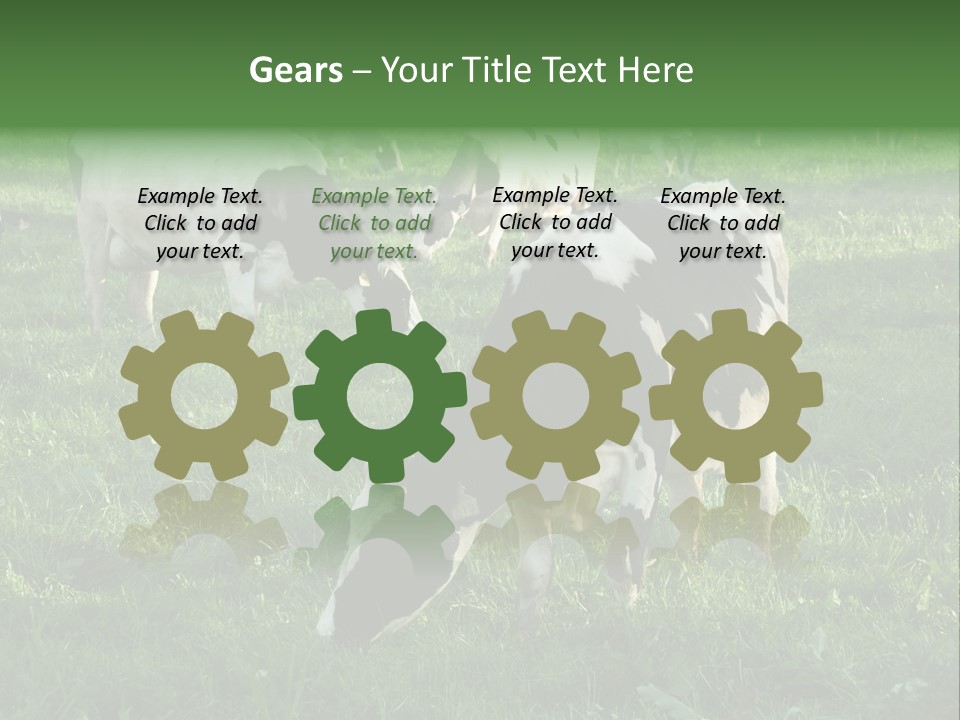 Holstein-Friesian Cows Grazing In A Lush, Green Field, Near Moss Vale, New South Wales, Australia PowerPoint Template