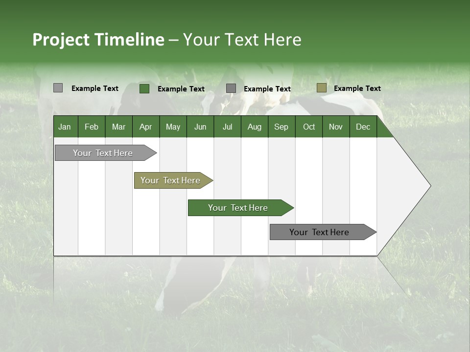 Holstein-Friesian Cows Grazing In A Lush, Green Field, Near Moss Vale, New South Wales, Australia PowerPoint Template