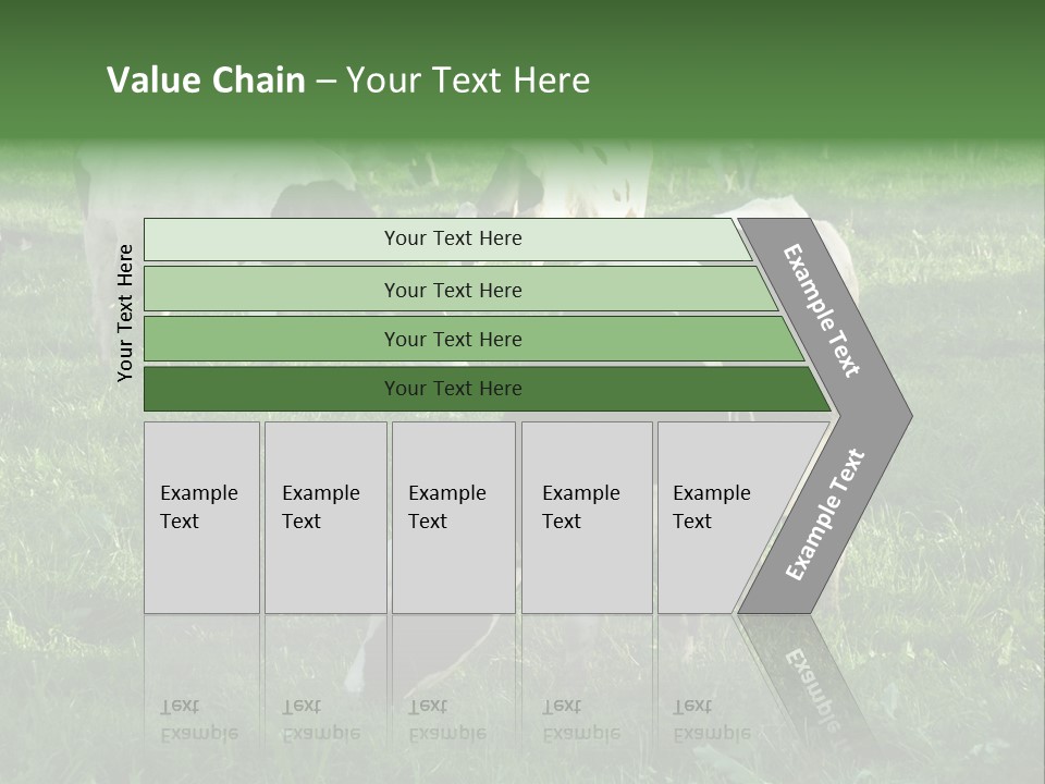 Holstein-Friesian Cows Grazing In A Lush, Green Field, Near Moss Vale, New South Wales, Australia PowerPoint Template