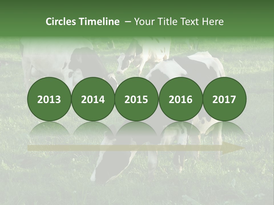 Holstein-Friesian Cows Grazing In A Lush, Green Field, Near Moss Vale, New South Wales, Australia PowerPoint Template