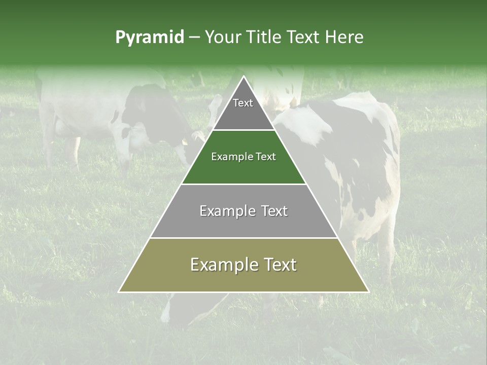 Holstein-Friesian Cows Grazing In A Lush, Green Field, Near Moss Vale, New South Wales, Australia PowerPoint Template
