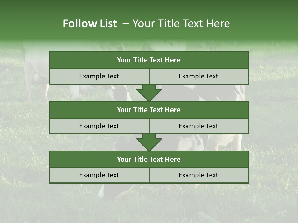 Holstein-Friesian Cows Grazing In A Lush, Green Field, Near Moss Vale, New South Wales, Australia PowerPoint Template