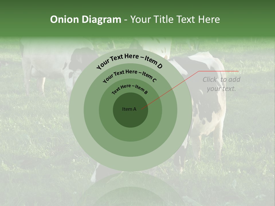 Holstein-Friesian Cows Grazing In A Lush, Green Field, Near Moss Vale, New South Wales, Australia PowerPoint Template