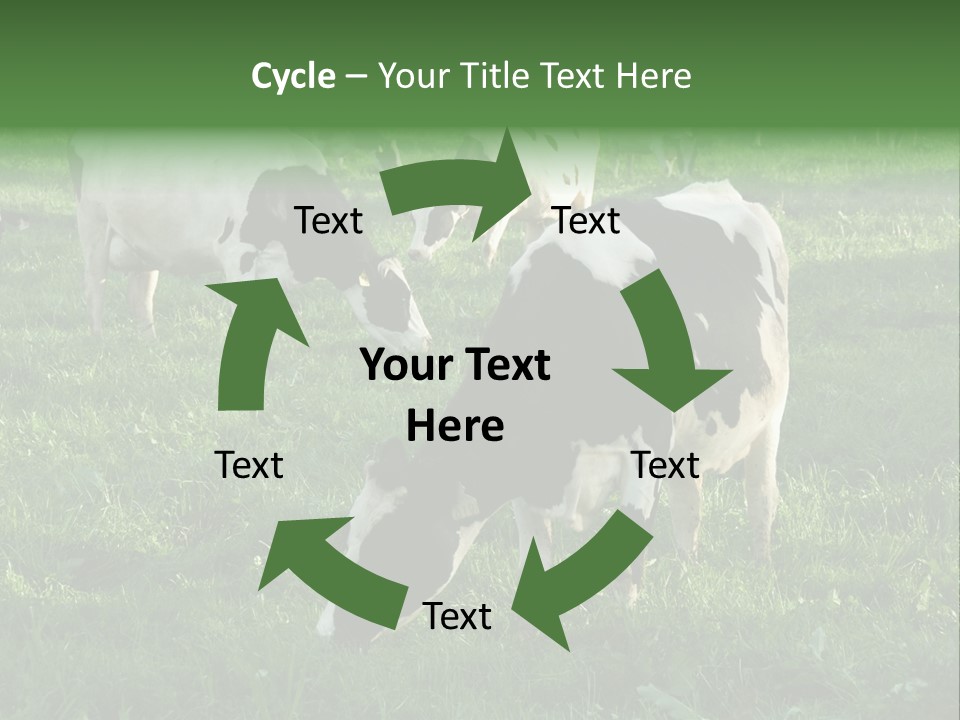 Holstein-Friesian Cows Grazing In A Lush, Green Field, Near Moss Vale, New South Wales, Australia PowerPoint Template