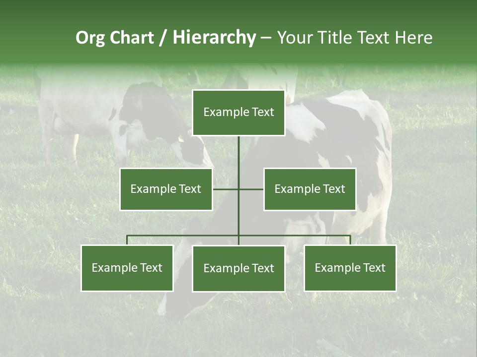 Holstein-Friesian Cows Grazing In A Lush, Green Field, Near Moss Vale, New South Wales, Australia PowerPoint Template