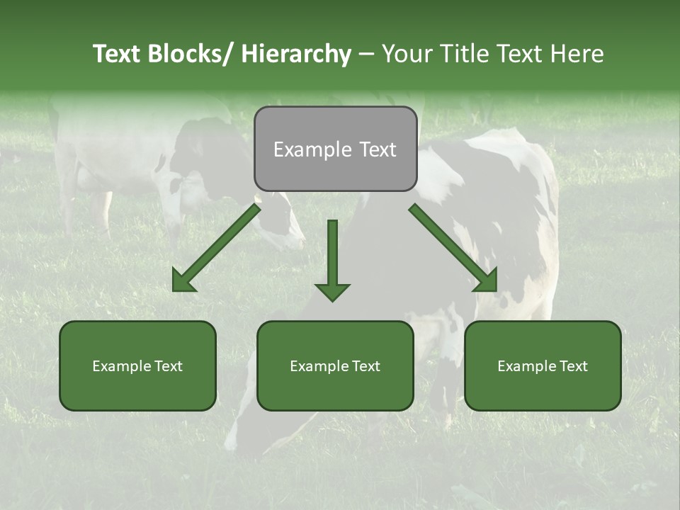 Holstein-Friesian Cows Grazing In A Lush, Green Field, Near Moss Vale, New South Wales, Australia PowerPoint Template