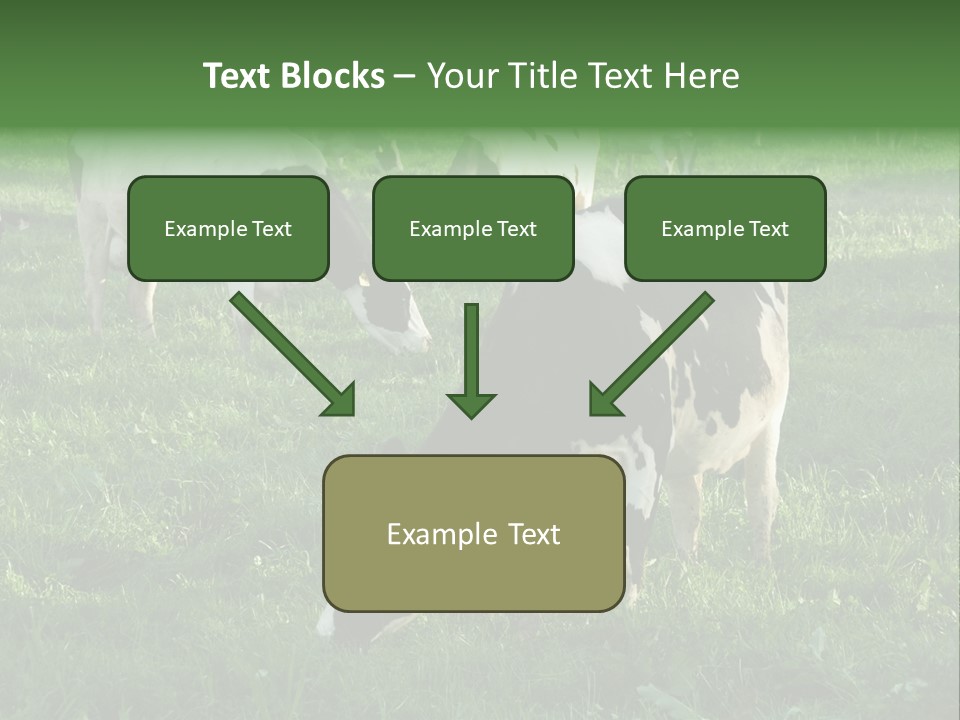 Holstein-Friesian Cows Grazing In A Lush, Green Field, Near Moss Vale, New South Wales, Australia PowerPoint Template