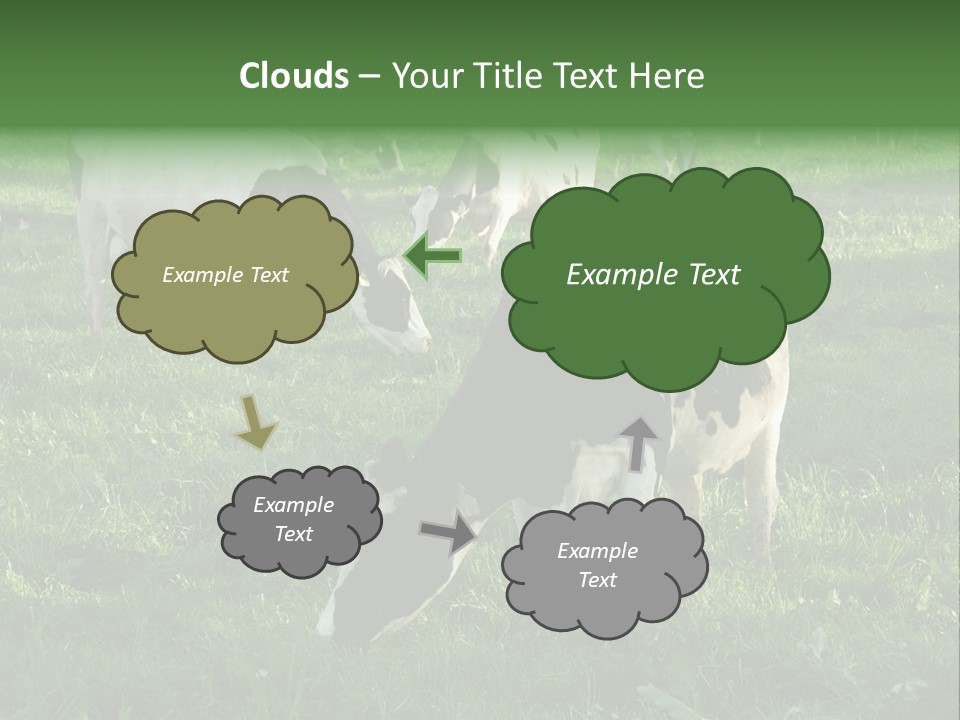Holstein-Friesian Cows Grazing In A Lush, Green Field, Near Moss Vale, New South Wales, Australia PowerPoint Template